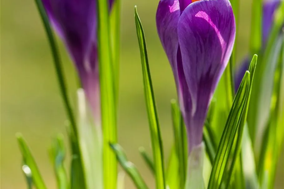 10 Blumenzwiebel - Frühlings-Krokus 'Remembrance' 10 Blumenzwiebel - Größe 9/10