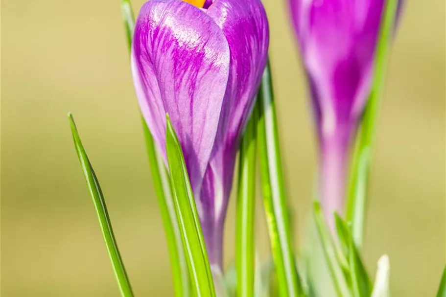 10 Blumenzwiebel - Frühlings-Krokus 'Remembrance' 10 Blumenzwiebel - Größe 9/10