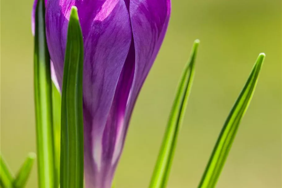 10 Blumenzwiebel - Frühlings-Krokus 'Remembrance' 10 Blumenzwiebel - Größe 9/10