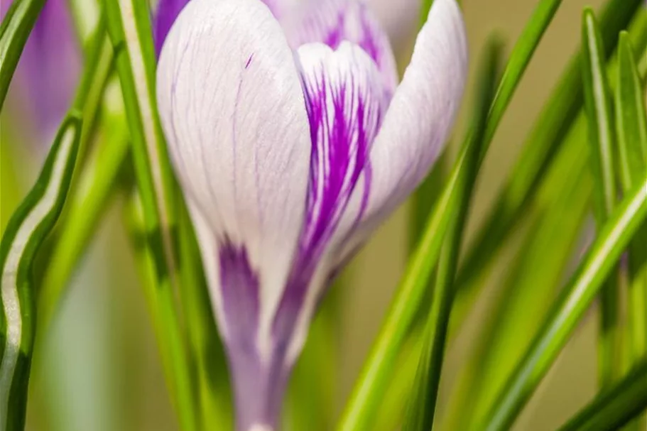 10 Blumenzwiebel - Frühlings-Krokus 'King of the Striped' 10 Blumenzwiebel - Größe 9/10