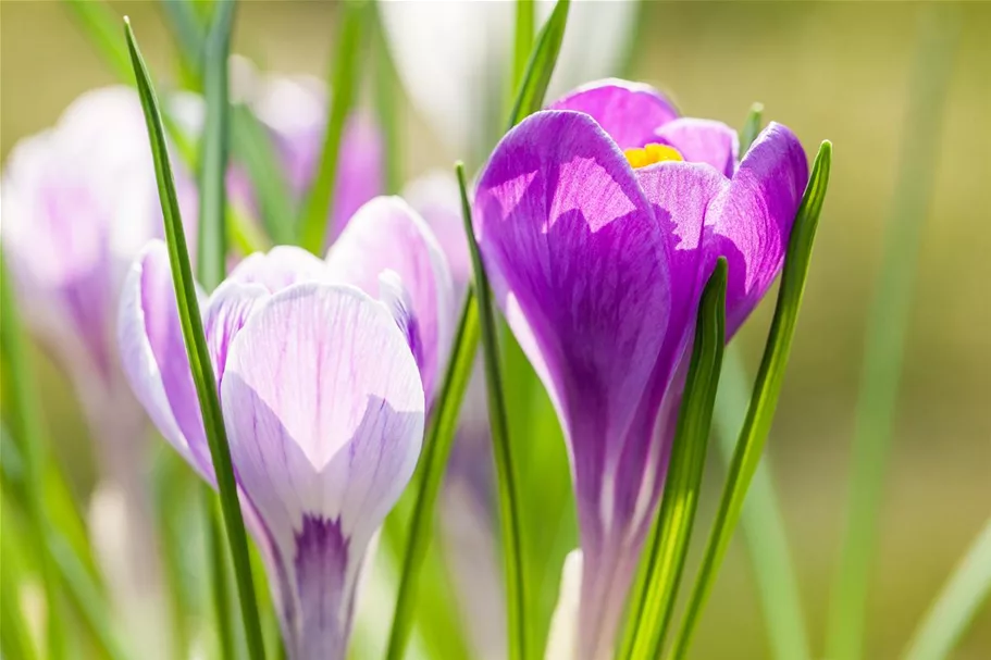 10 Blumenzwiebel - Frühlings-Krokus 'King of the Striped' 10 Blumenzwiebel - Größe 9/10