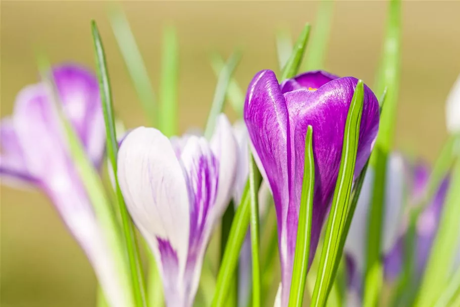 10 Blumenzwiebel - Frühlings-Krokus 'King of the Striped' 10 Blumenzwiebel - Größe 9/10