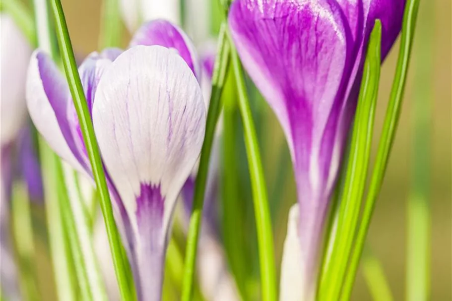 10 Blumenzwiebel - Frühlings-Krokus 'King of the Striped' 10 Blumenzwiebel - Größe 9/10