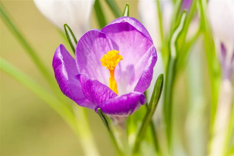 10 Blumenzwiebel - Frühlings-Krokus 'King of the Striped' 10 Blumenzwiebel - Größe 9/10