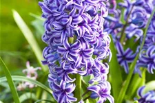 5 Blumenzwiebel - Hyacinthus orientalis 'Blue Jacket' 5 Zwiebel - Größe 17/18