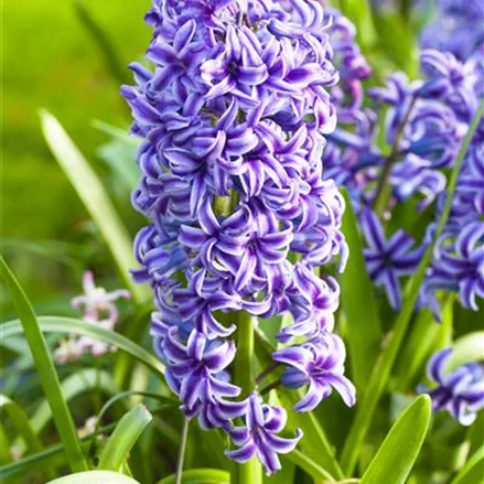 5 Blumenzwiebel - Hyacinthus orientalis 'Blue Jacket'