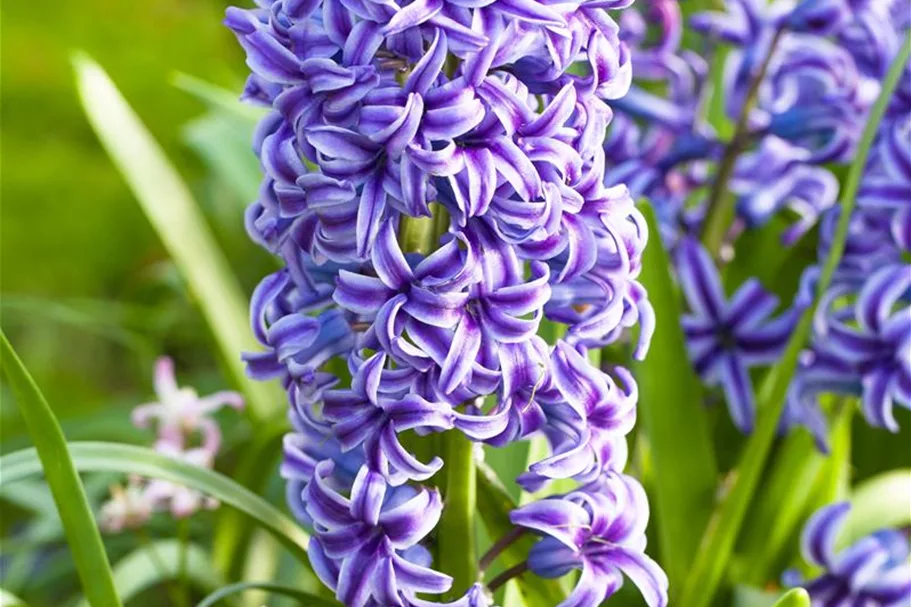 5 Blumenzwiebel - Hyacinthus orientalis 'Blue Jacket' 5 Zwiebel - Größe 17/18