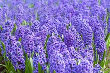 5 Blumenzwiebel - Hyacinthus orientalis 'Blue Jacket' 5 Zwiebel - Größe 17/18