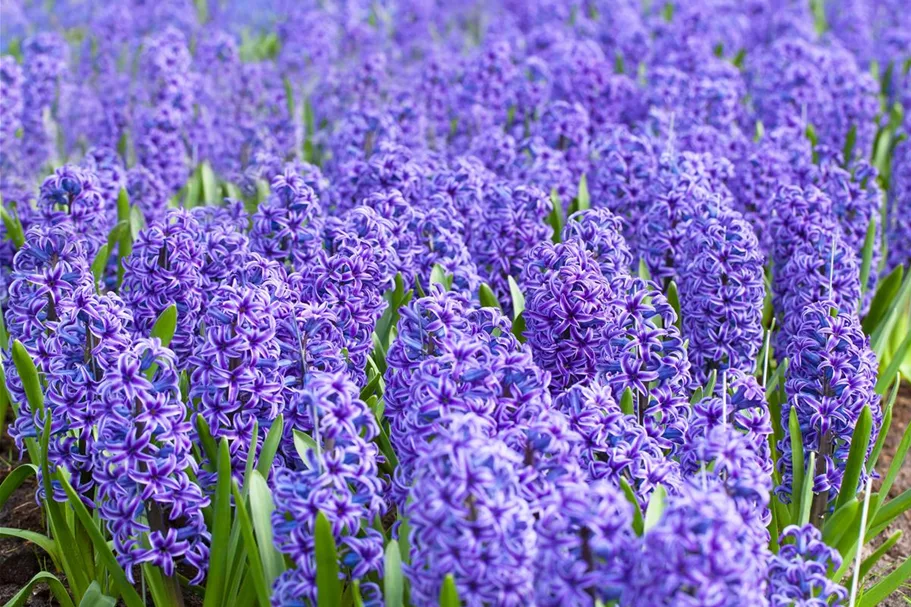 5 Blumenzwiebel - Hyacinthus orientalis 'Blue Jacket' 5 Zwiebel - Größe 17/18