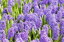 5 Blumenzwiebel - Hyacinthus orientalis 'Blue Jacket' 5 Zwiebel - Größe 17/18