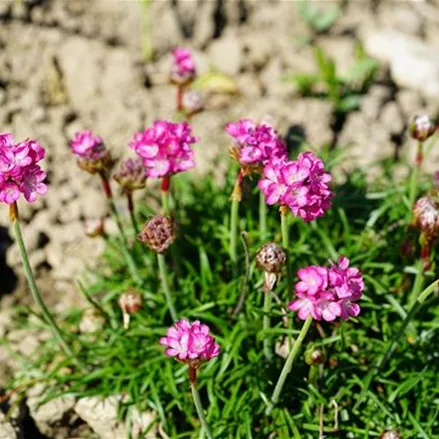 Gewöhnliche Grasnelke