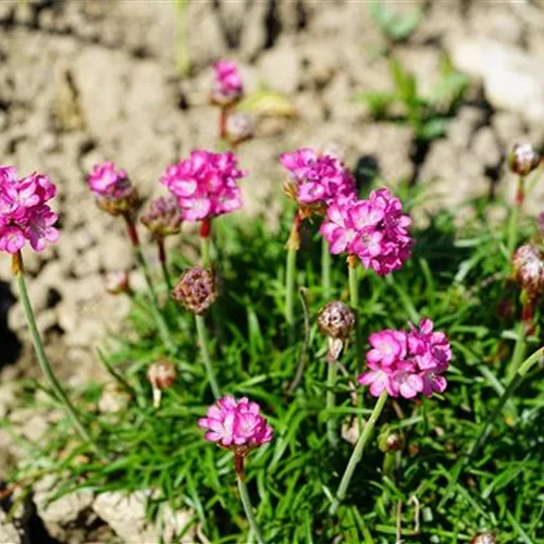 Gewöhnliche Grasnelke