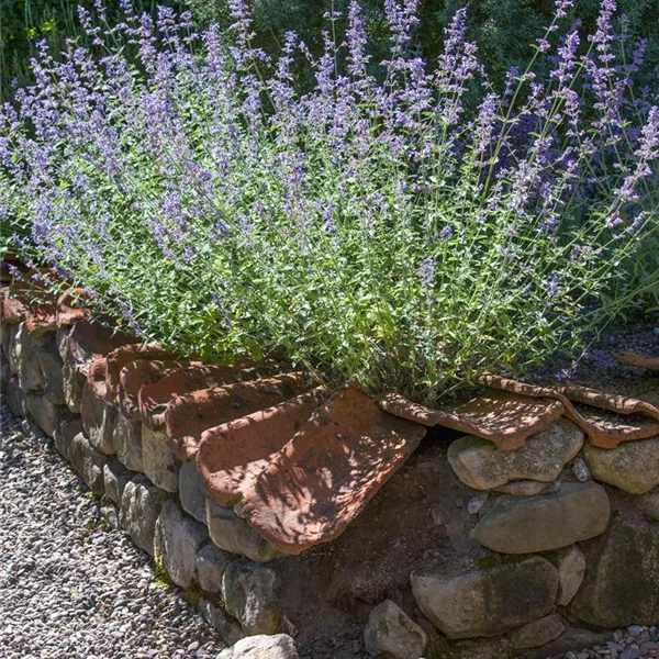 Blauraute 'Blue Spire'