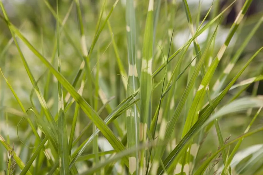 Überhängender Zebraschilf 'Zebrinus' 1 Liter Topf