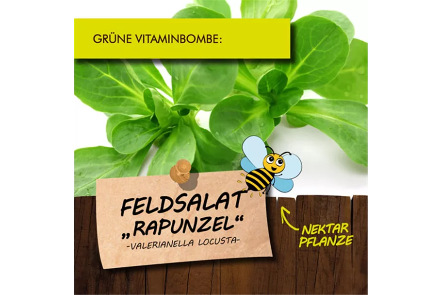 Bio Feldsalat 12 cm Topf