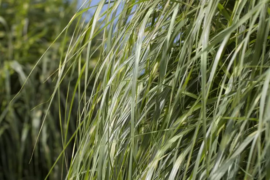 Überhängender Zebraschilf 'Zebrinus' 1 Liter Topf