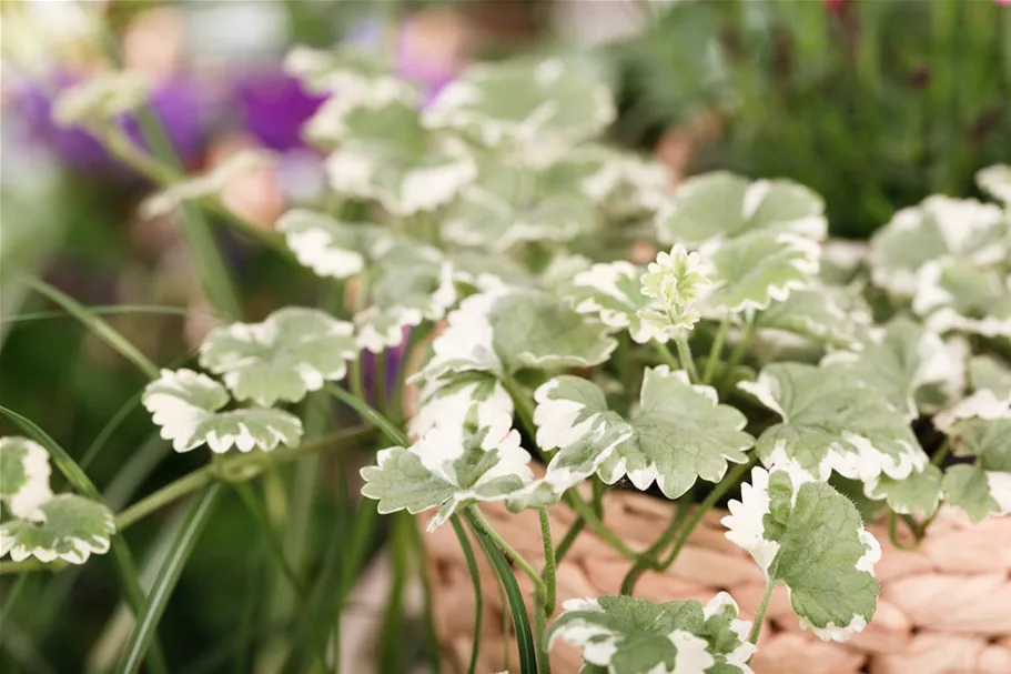 Weißbunter Gundermann 'Variegata' 11 cm