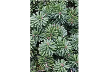 Abies koreana 'Brillant' C2,3 / 15-20