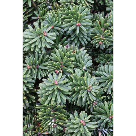 Abies koreana 'Brillant'