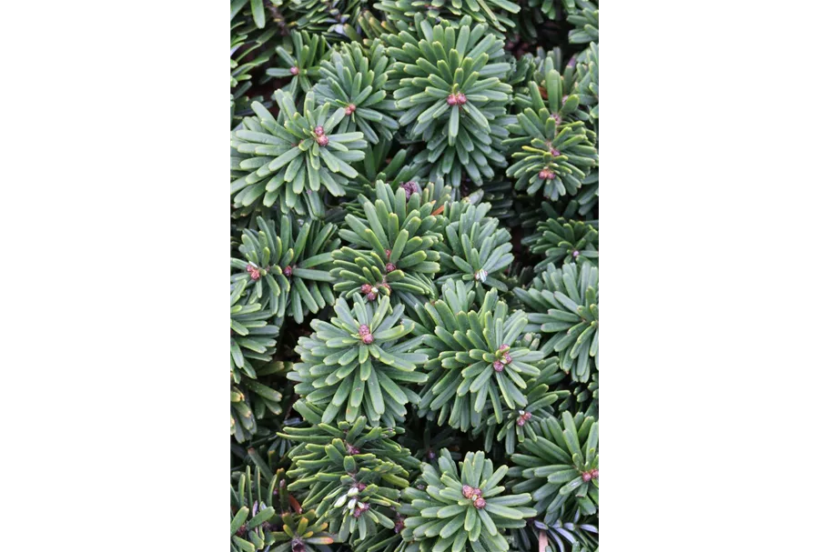 Abies koreana 'Brillant' C2,3 / 15-20