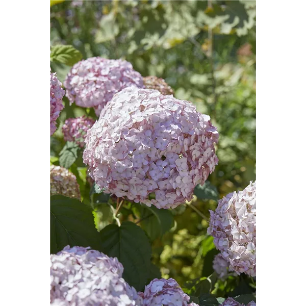 Hydrangea arborescens 'Candybelle'® Bubblegum