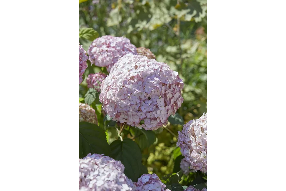 Hydrangea arborescens 'Candybelle'® Bubblegum Topfgröße 6 Liter