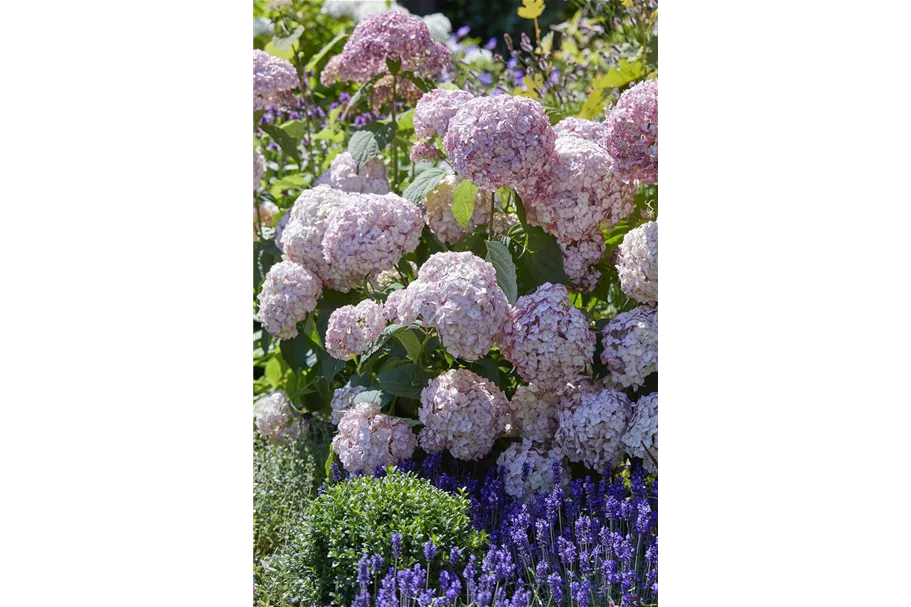 Hydrangea arborescens 'Candybelle'® Bubblegum Topfgröße 6 Liter