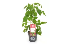 Himbeere 'Primeberry® Autumn Belle®' Topfgröße 4,6 Liter