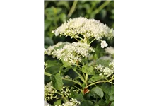 Hydrangea petiolaris Topfgröße 3 Liter, Höhe 60-80cm