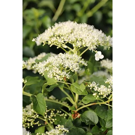 Hydrangea petiolaris