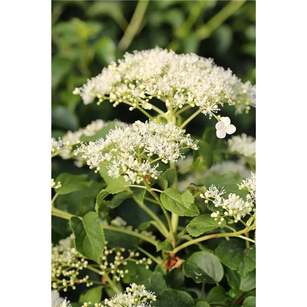 Hydrangea petiolaris