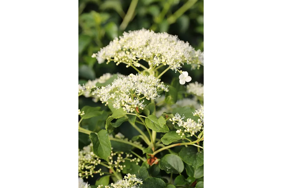 Hydrangea petiolaris Topfgröße 3 Liter, Höhe 60-80cm