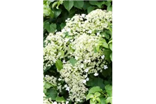 Hydrangea petiolaris Topfgröße 3 Liter, Höhe 60-80cm