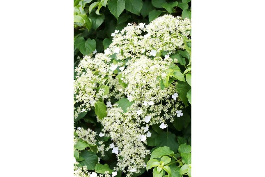 Hydrangea petiolaris Topfgröße 3 Liter, Höhe 60-80cm