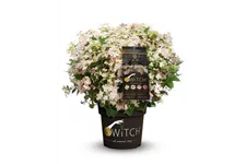 Rispenhortensie '(S)witch'® Topfgröße 6 Liter, braun Dekor