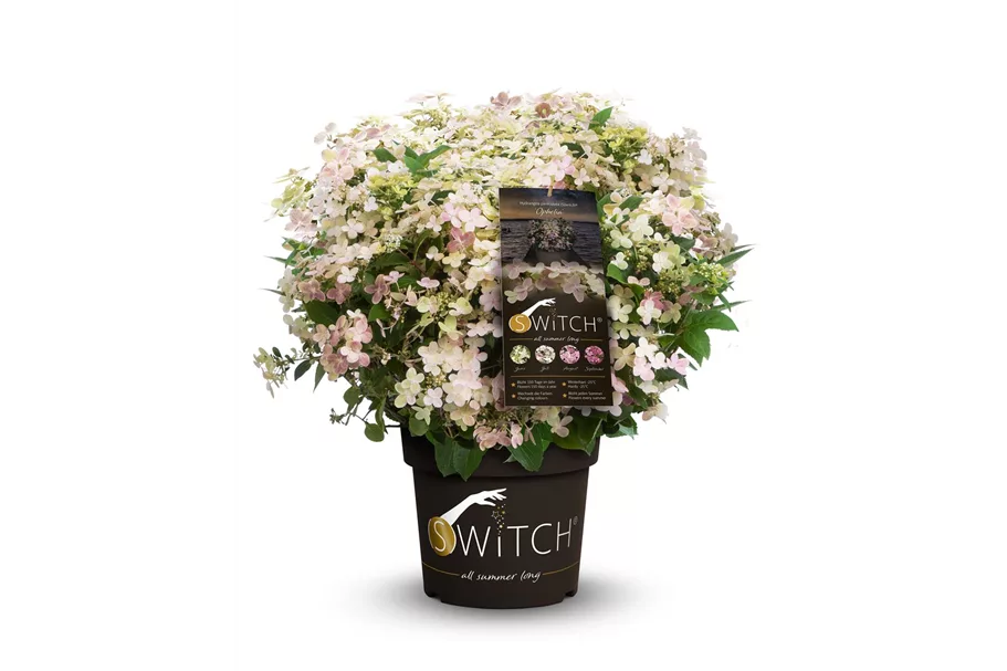 Rispenhortensie '(S)witch'® Topfgröße 6 Liter, braun Dekor