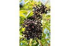 Sambucus nigra 'Haidegg 17' Fruchtbengel Topfgröße 3,4 Liter