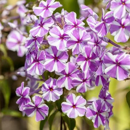 Wiesen-Flammenblume 'Schneelawine'