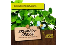 Bio Brunnenkresse Kräutertopf 12 cm Brunnenkresse 