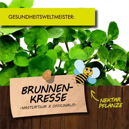 Bio Brunnenkresse