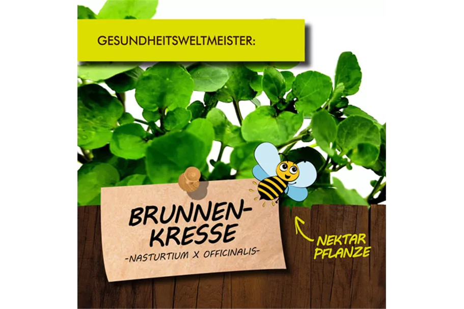 Bio Brunnenkresse Kräutertopf 12 cm Brunnenkresse 