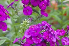 Gedrungene Flammenblume 'Purple Flame' 1 Liter Topf