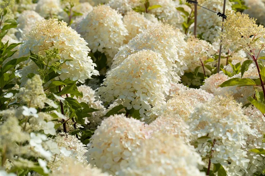 Rispenhortensie 'Phantom' 100-er Stamm, Topfgröße 10 Liter