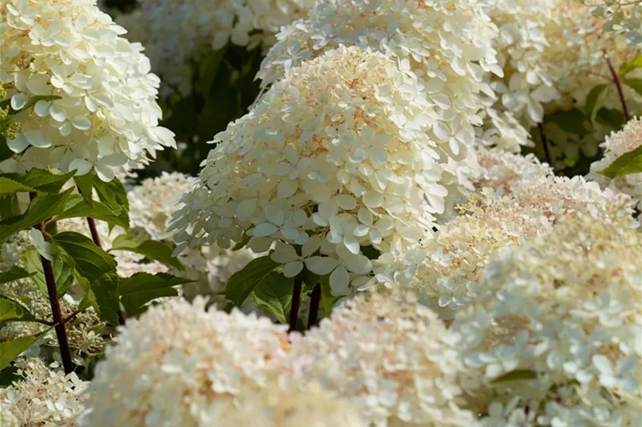 Rispenhortensie 'Phantom' 100-er Stamm, Topfgröße 10 Liter