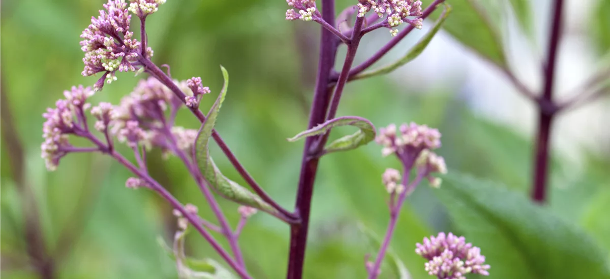 Fiederblättriges Schaublatt 1 Liter Topf