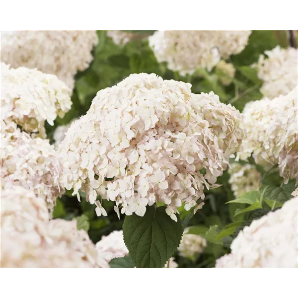 Ballhortensie 'Candybelle® Marshmallow'