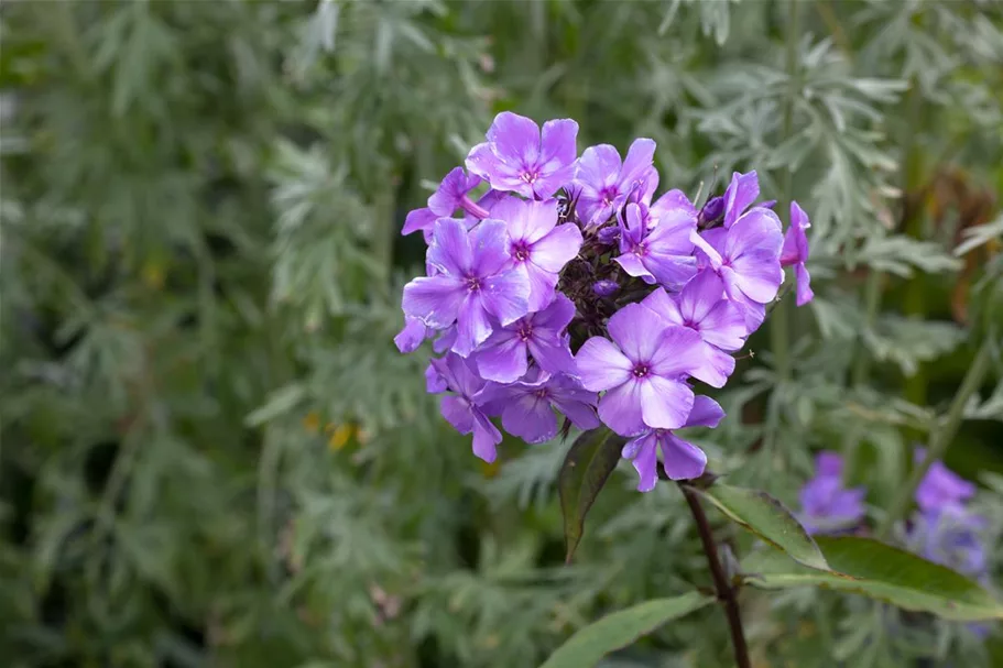 Hohe Flammenblume 'Blue Paradise' 1 Liter Topf