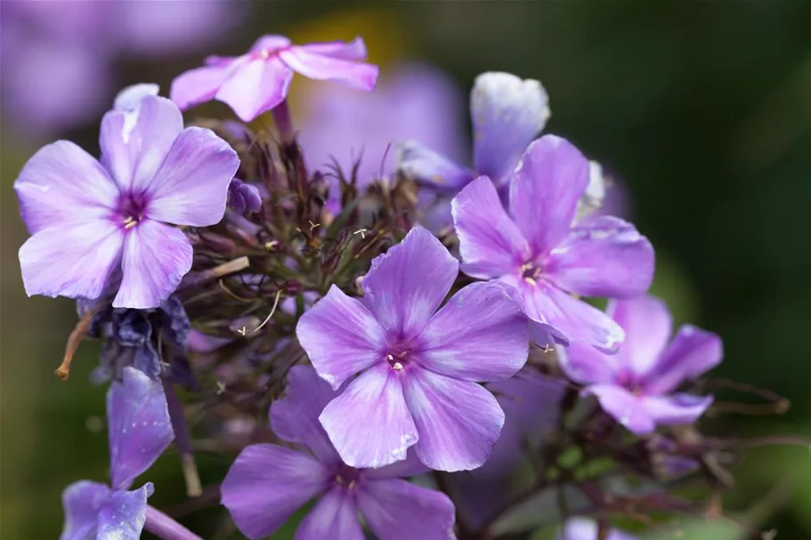 Hohe Flammenblume 'Blue Paradise' 1 Liter Topf