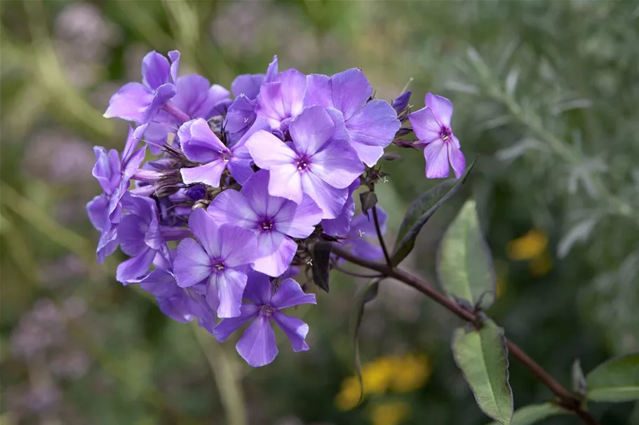 Hohe Flammenblume 'Blue Paradise' 1 Liter Topf