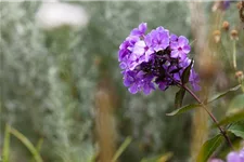 Hohe Flammenblume 'Blue Paradise' 1 Liter Topf